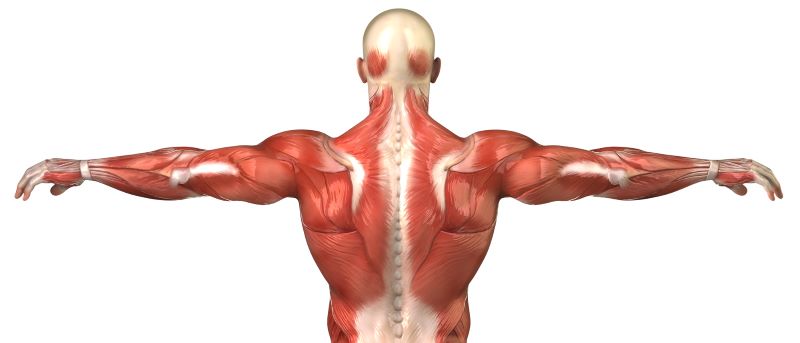 Тренажеры для мышц спины